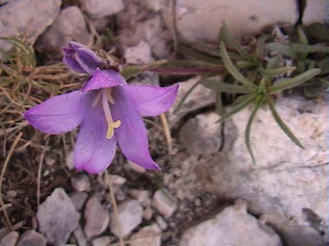 Edraianthus graminifolius